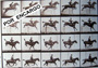 HIPICA CABALLOS 3AP7117  A MEDIDA POR ENCARGO